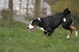 BOUVIER D'APPENZELL 068